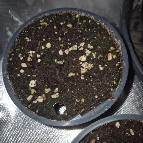 WTF- Königin Mimosa evo 👑👑👑 (65-70bt) growlog photo: Die werd ich wohl neu ansetzen, sie streckte die Wurzel in die Luft und den Kopf in die Erde, umdrehen und neu einbetten,  wohl zu spät 🤷🏽‍♂️
Ich geb ihr noch ein paar tage🙏