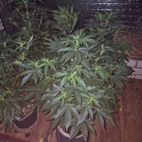 Moby 🍆  growlog timeline photo