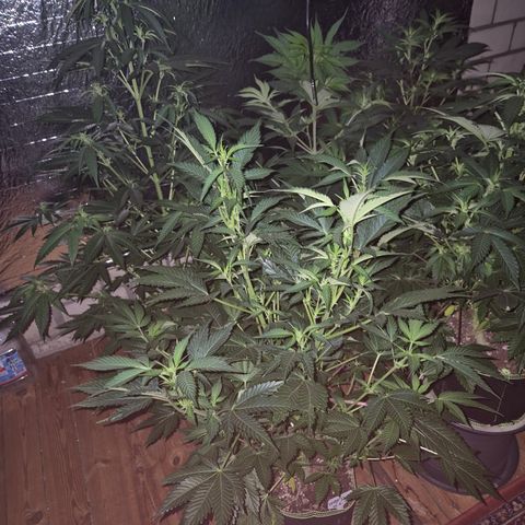 Moby Dick 1 growlog timeline photo