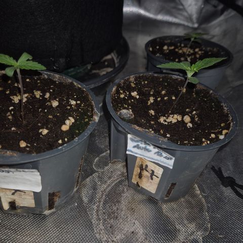 Gorilla Zkittles Auto anna growlog timeline photo
