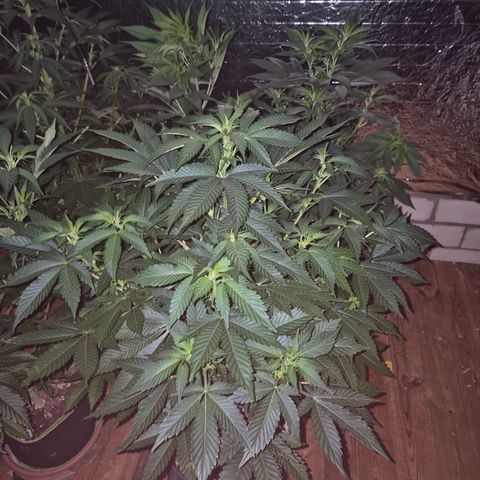 Moby 🍆  growlog timeline photo