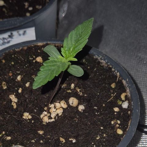 Gorilla Zkittles Auto anna growlog timeline photo