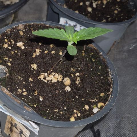Gorilla Zkittles Auto anna growlog timeline photo