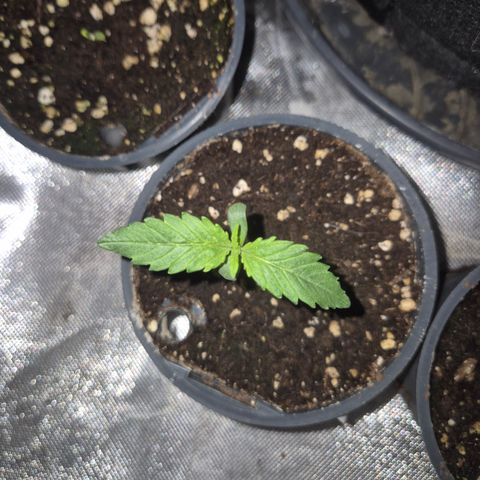 Afghani #1 (45-50bt) growlog timeline photo