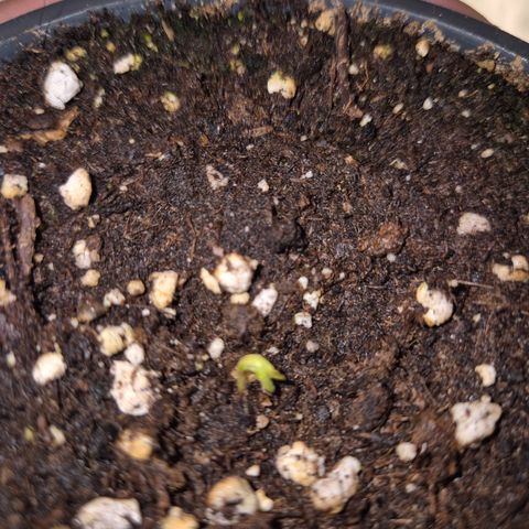 WTF- Königin Mimosa evo 👑👑👑 (65-70bt) growlog timeline photo
