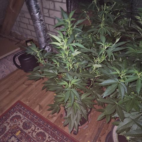 Moby Dick 1 growlog timeline photo