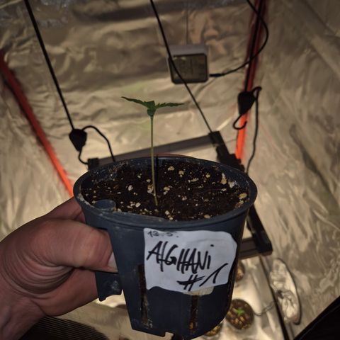 Afghani #1 (45-50bt) growlog timeline photo