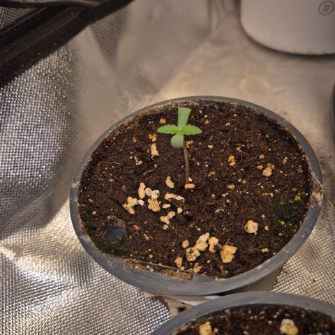 Biscotti (56-70bt) growlog timeline photo