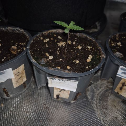 Biscotti (56-70bt) growlog timeline photo
