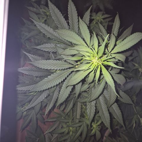 Black Domina 💃 growlog timeline photo