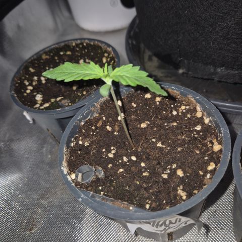 Afghani #1 (45-50bt) growlog timeline photo