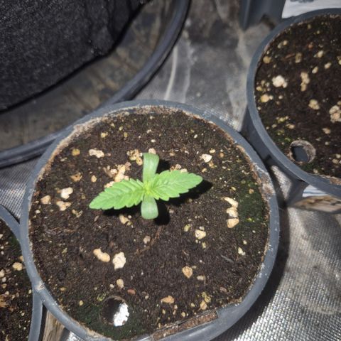 Biscotti (56-70bt) growlog timeline photo