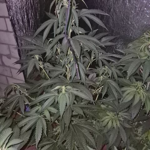 Black Domina 💃 growlog timeline photo