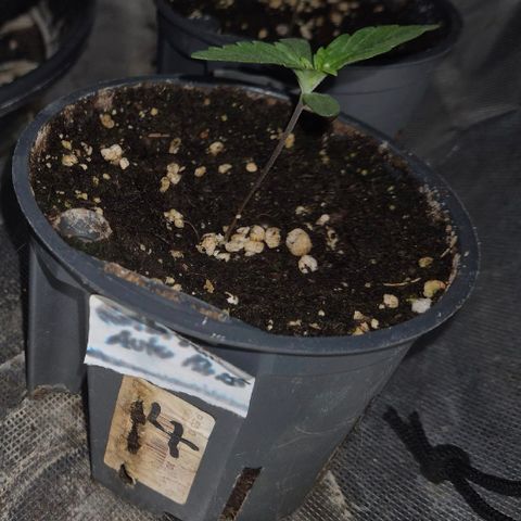 Gorilla Zkittles Auto anna growlog timeline photo