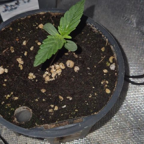 Gorilla Zkittles Auto anna growlog timeline photo