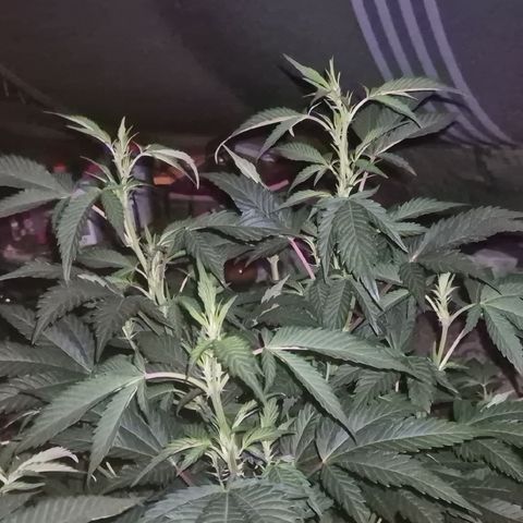 Moby Dick 1 growlog timeline photo