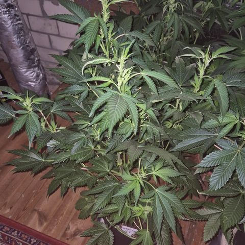 Moby Dick 1 growlog timeline photo