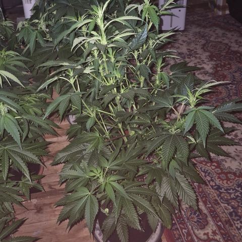 Moby Dick 1 growlog timeline photo