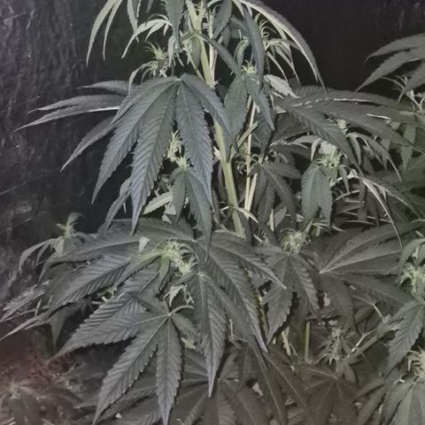 Black Domina 💃 growlog timeline photo