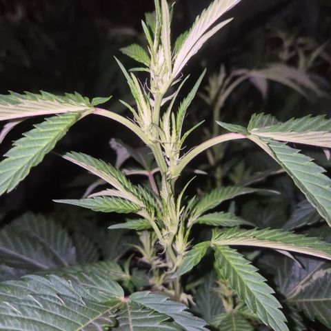 Black Domina 💃 growlog timeline photo
