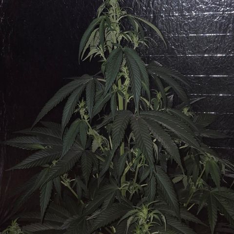 Black Domina 💃 growlog timeline photo