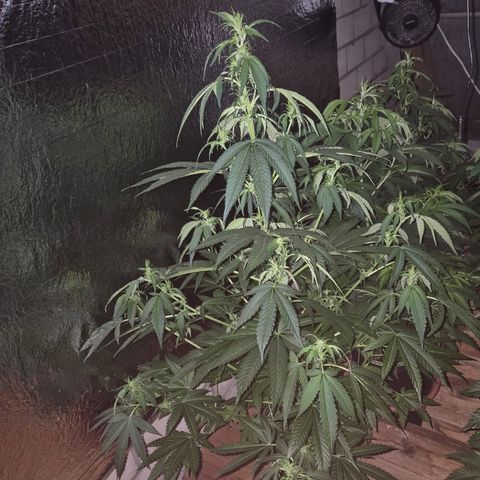 Black Domina 💃 growlog timeline photo