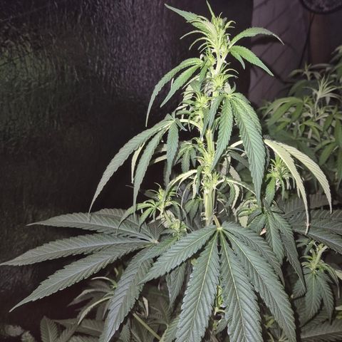 Black Domina 💃 growlog timeline photo