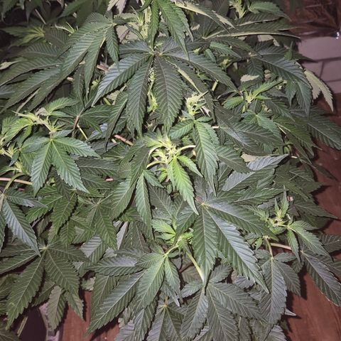 Moby 🍆  growlog timeline photo