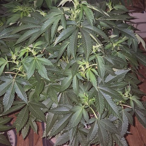 Moby 🍆  growlog timeline photo