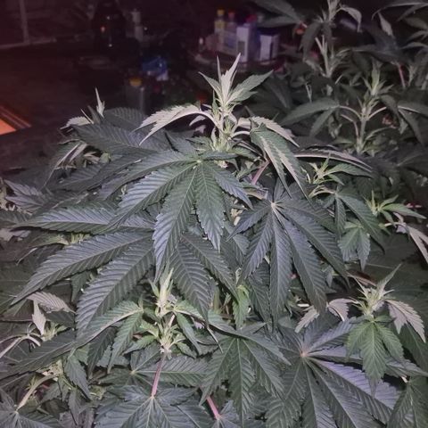 Moby 🍆  growlog timeline photo