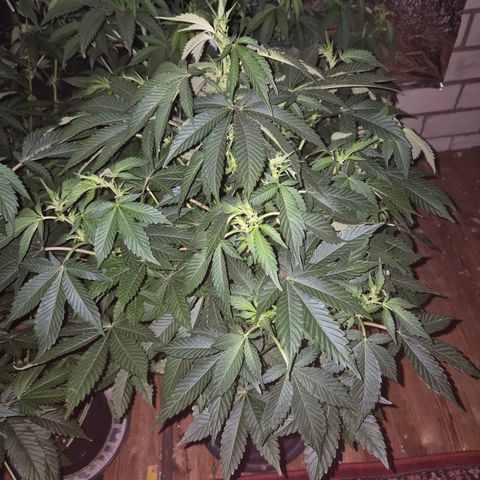 Moby 🍆  growlog timeline photo