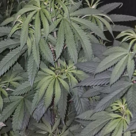 Moby 🍆  growlog timeline photo