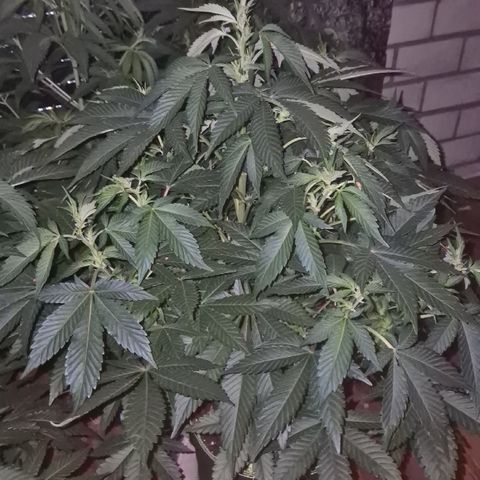 Moby 🍆  growlog timeline photo