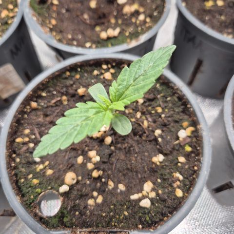 Gorilla Zkittles Auto anna growlog timeline photo