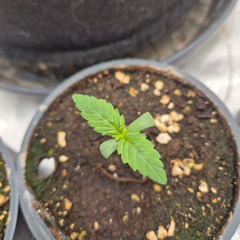 Biscotti (56-70bt) growlog timeline photo