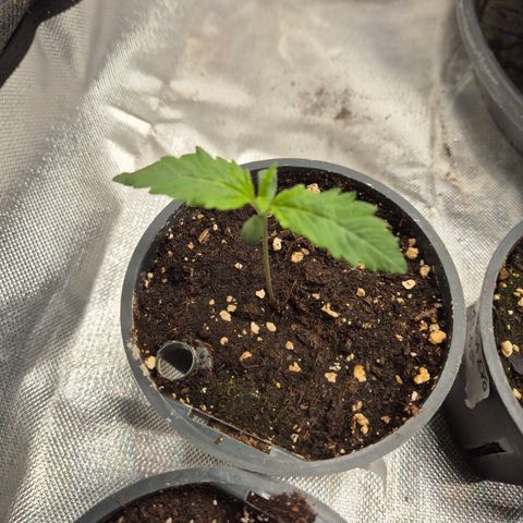 Afghani #1 (45-50bt) growlog timeline photo