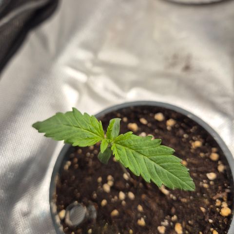 Afghani #1 (45-50bt) growlog timeline photo