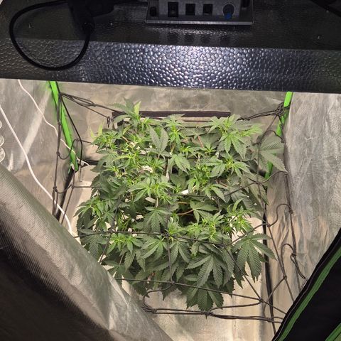 Apple crumble Ben growlog timeline photo