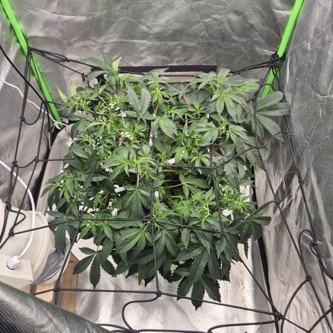 Apple crumble Ben growlog timeline photo