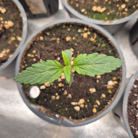 Gorilla Zkittles Auto anna growlog timeline photo