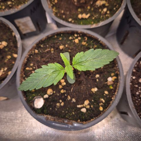 Gorilla Zkittles Auto anna growlog timeline photo