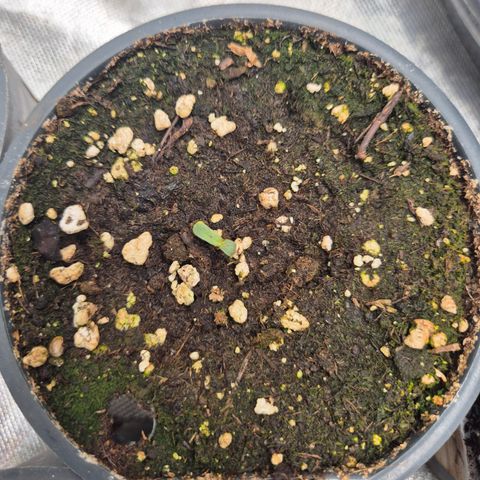 WTF- Königin Mimosa evo 👑👑👑 (65-70bt) growlog photo: 🤔🤣