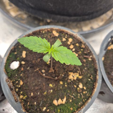 Biscotti (56-70bt) growlog timeline photo