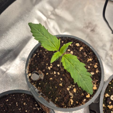 Afghani #1 (45-50bt) growlog timeline photo