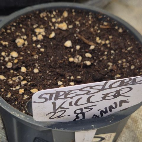 Anna, CBD (49-56BT/77- 84 Tage nach Keimung) growlog timeline photo