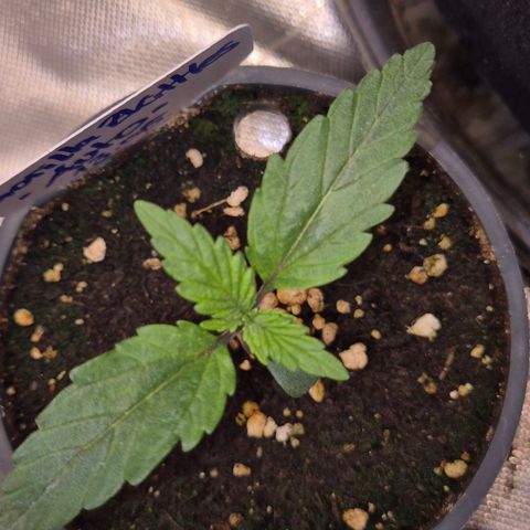 Gorilla Zkittles Auto anna growlog timeline photo