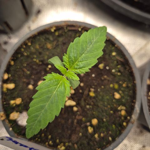 Biscotti (56-70bt) growlog timeline photo