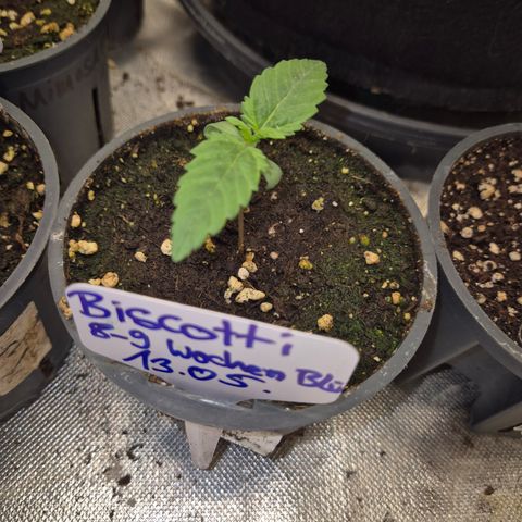 Biscotti (56-70bt) growlog timeline photo