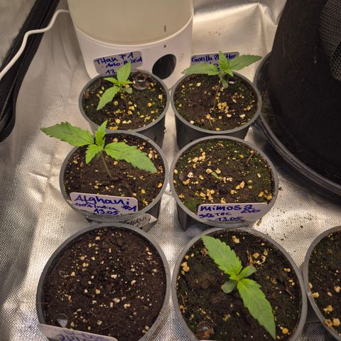 WTF- Königin Mimosa evo 👑👑👑 (65-70bt) growlog timeline photo
