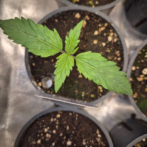 Afghani #1 (45-50bt) growlog timeline photo